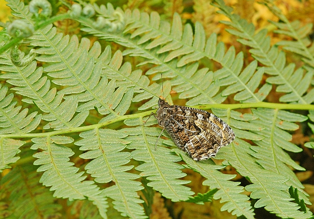 grayling butterfly, grayling.jpg - GRAYLING - DENNY WOOD, NEW FOREST - 27.7.07